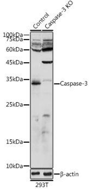 Anti-Caspase-3 Antibody (CAB11040)[KO Validated]