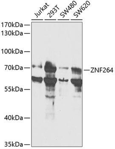 Anti-ZNF264 Antibody (CAB14089)