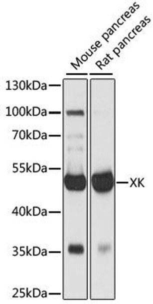 Anti-XK Antibody (CAB15109)