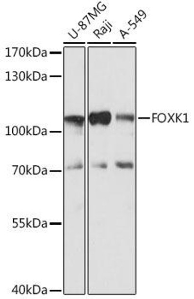 Anti-FOXK1 Antibody (CAB15220)