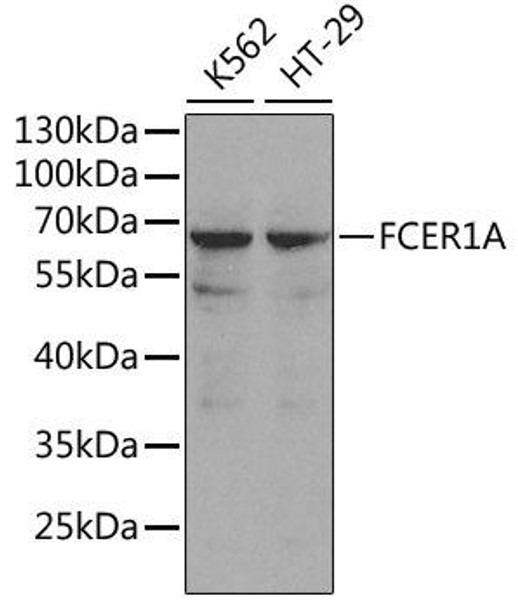 Anti-FCER1A Antibody (CAB1751)