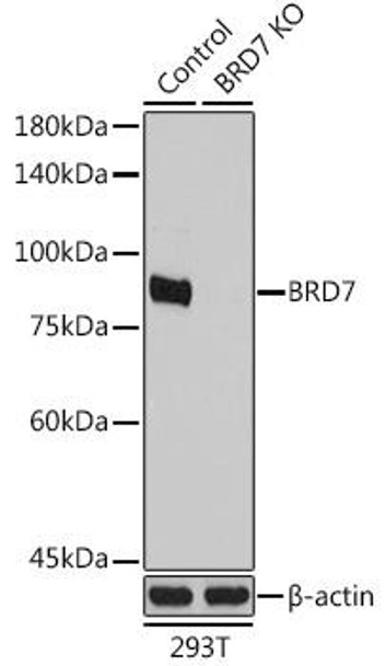 Anti-BRD7 Antibody (CAB2308)[KO Validated]