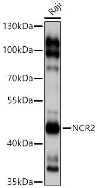 Anti-NCR2 Antibody (CAB3657)