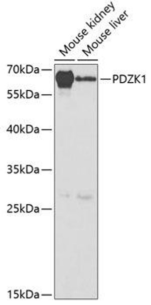 Anti-PDZK1 Antibody (CAB5321)