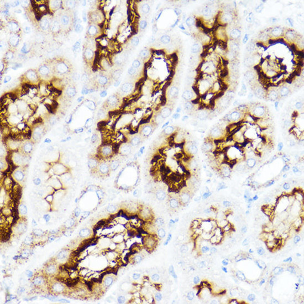 Anti-SLC3A1 Antibody (CAB5500)