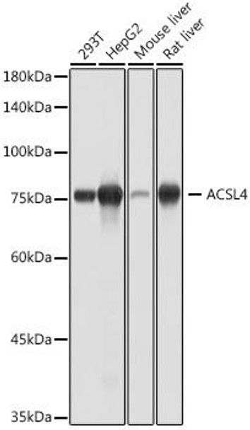 Anti-ACSL4 Antibody (CAB20414)