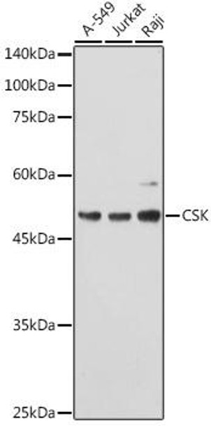 Anti-CSK Antibody (CAB0735)[KO Validated]