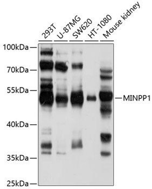 Anti-MINPP1 Antibody (CAB10273)