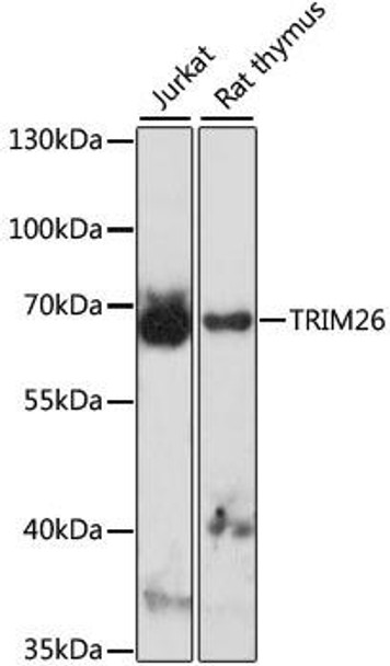 Anti-TRIM26 Antibody (CAB15332)