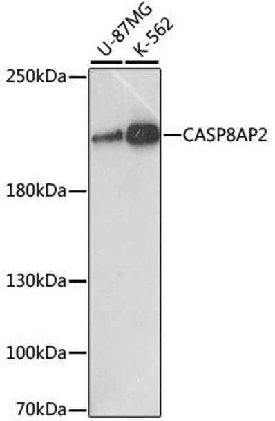 Anti-CASP8AP2 Antibody (CAB15770)
