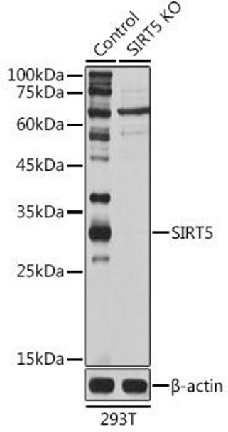 Anti-SIRT5 Antibody (CAB5784)[KO Validated]