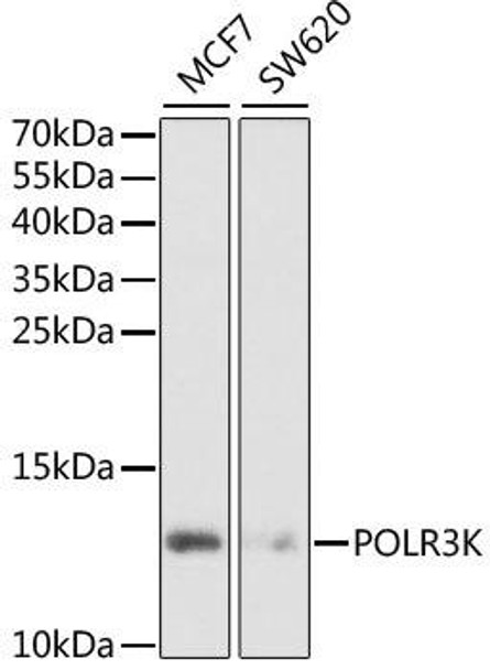 Anti-POLR3K Antibody (CAB6467)