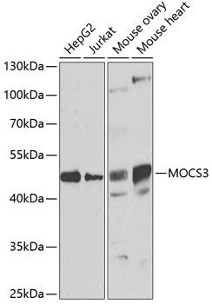 Anti-MOCS3 Antibody (CAB7367)