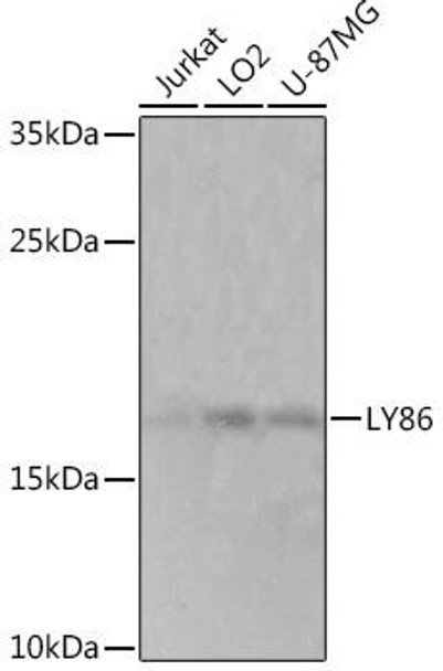 Anti-LY86 Antibody (CAB17051)