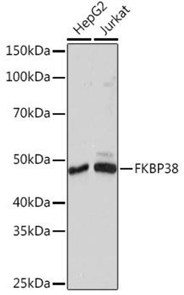 Anti-FKBP38 Antibody (CAB8701)