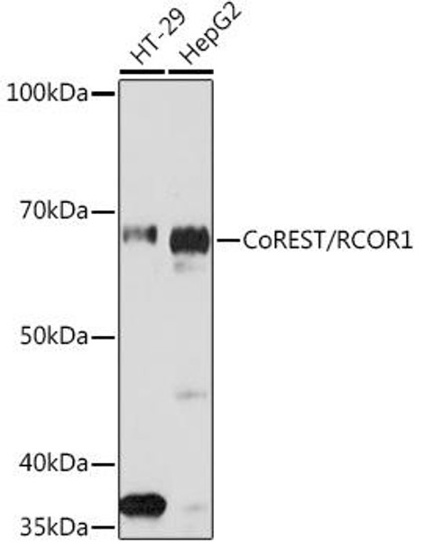 Anti-CoREST/RCOR1 Antibody (CAB3568)