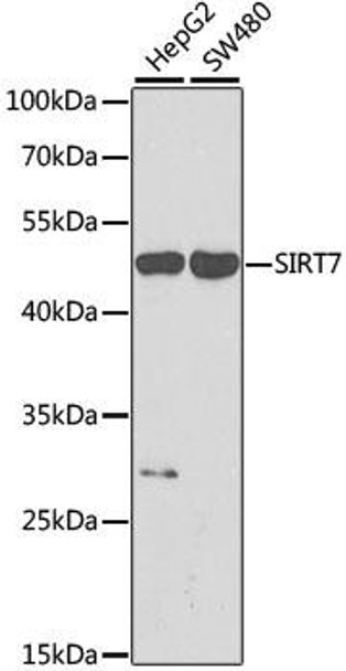 Anti-SIRT7 Antibody (CAB0979)