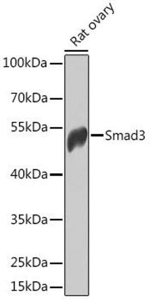 Anti-Smad3 Antibody (CAB11471)