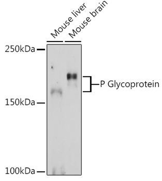 Anti-P Glycoprotein Antibody (CAB11747)