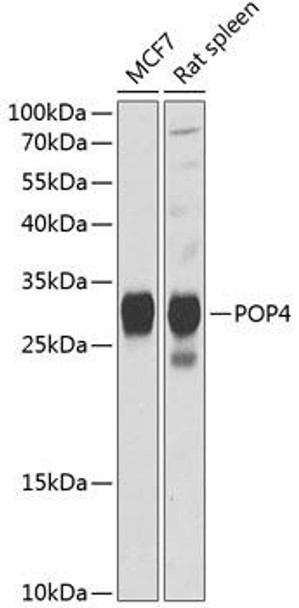 Anti-POP4 Antibody (CAB12563)