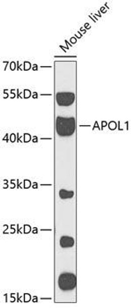 Anti-APOL1 Antibody (CAB13376)