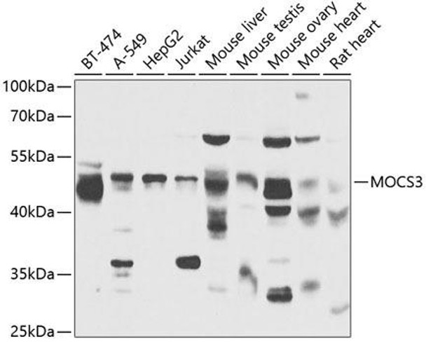 Anti-MOCS3 Antibody (CAB13417)