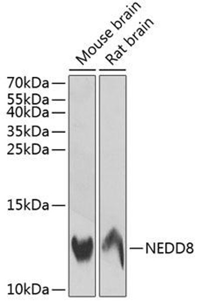 Anti-NEDD8 Antibody (CAB13520)