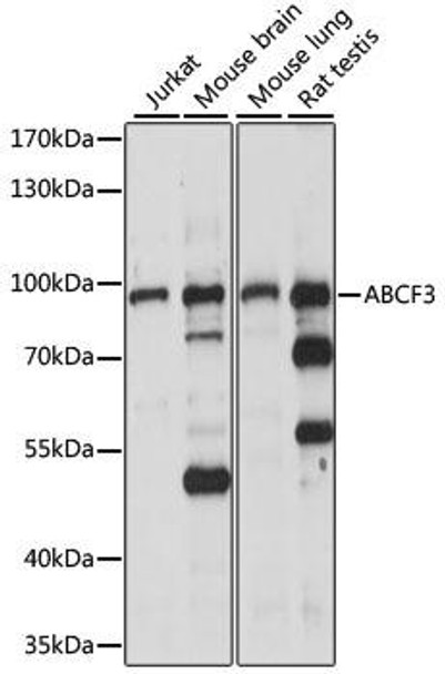 Anti-ABCF3 Antibody (CAB15168)