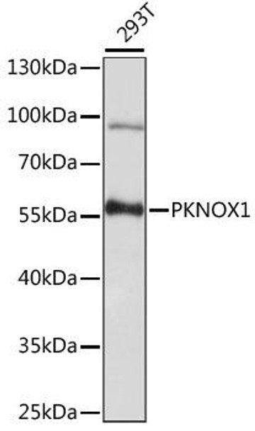 Anti-PKNOX1 Antibody (CAB15301)