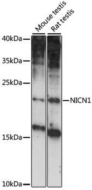 Anti-NICN1 Antibody (CAB15532)