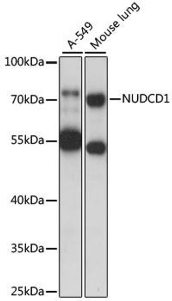 Anti-NUDCD1 Antibody (CAB15919)