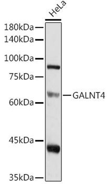 Anti-GALNT4 Antibody (CAB4243)