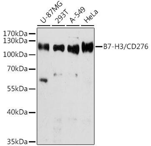 Anti-B7-H3/CD276 Antibody (CAB10347)