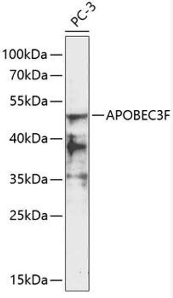Anti-APOBEC3F Antibody (CAB17269)