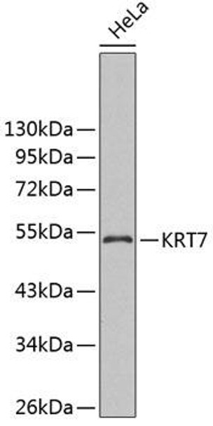 Anti-KRT7 Antibody (CAB2574)