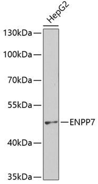 Anti-ENPP7 Antibody (CAB2912)