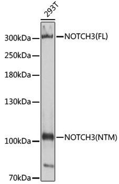 Anti-NOTCH3 Antibody (CAB3115)