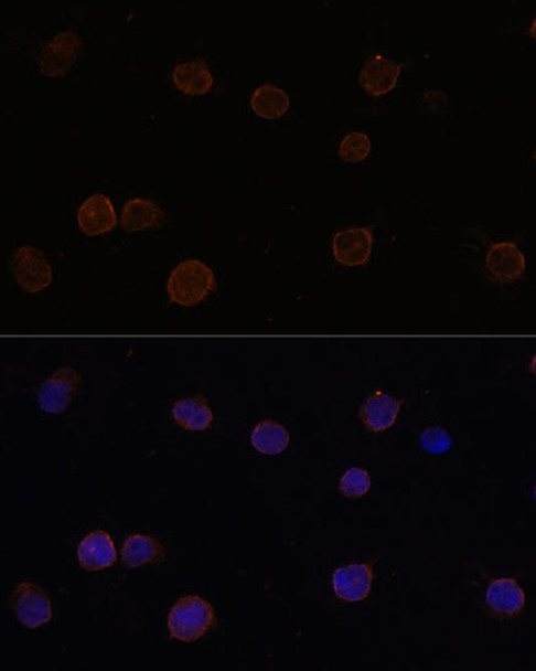 Anti-ANO2 Antibody (CAB3684)