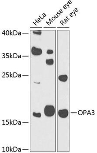 Anti-OPA3 Antibody (CAB4995)