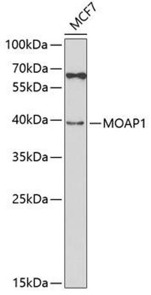 Anti-MOAP1 Antibody (CAB5759)