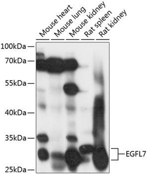 Anti-EGFL7 Antibody (CAB9376)