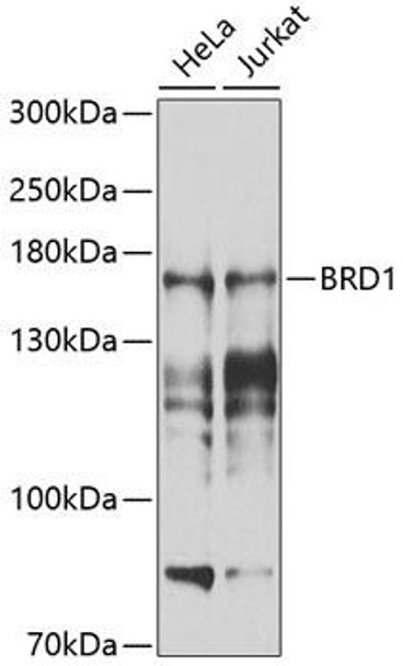 Anti-BRD1 Antibody (CAB9869)