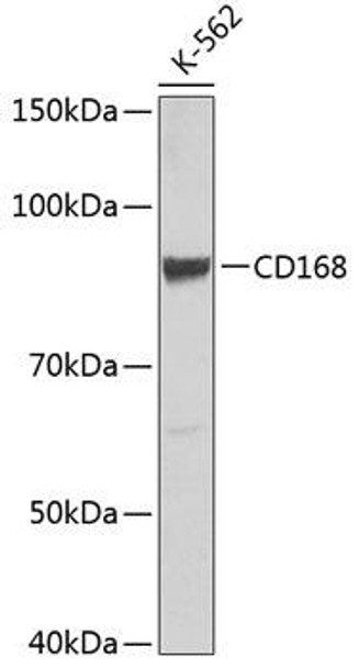 Anti-CD168[KO Validated] Antibody (CAB11666)