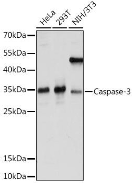 Anti-Caspase-3 Antibody (CAB16793)