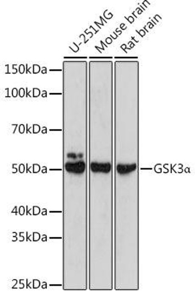 Anti-GSK3Alpha Antibody (CAB18655)[KO Validated]