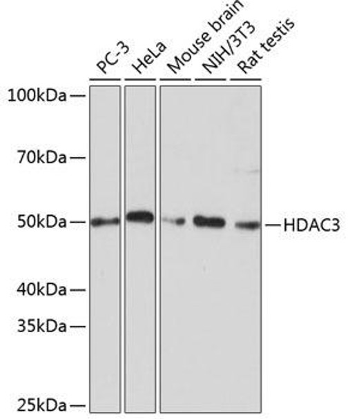 Anti-HDAC3 Antibody (CAB19537)
