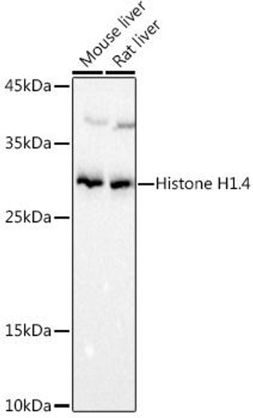 Anti-Histone H1.4 Antibody (CAB20550)