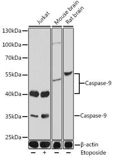 Anti-Caspase-9 Antibody (CAB0281)[KO Validated]