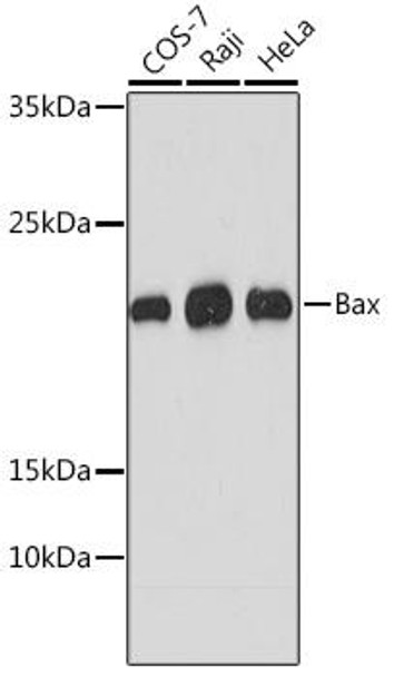 Anti-Bax Mouse Monoclonal Antibody (CAB2211)