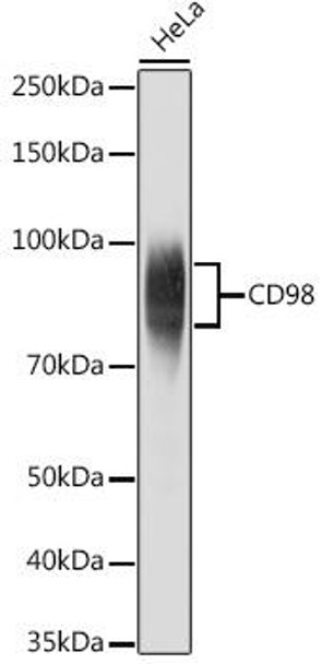 Anti-CD98 Antibody (CAB5702)